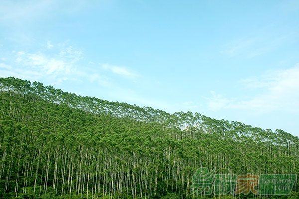 河南省碳匯林業(yè)項目獲財政部3000萬元貸款
