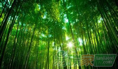 國內(nèi)外首份關(guān)于竹林生態(tài)系統(tǒng)應(yīng)對氣候變化的評估報告出爐