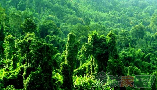 第三屆中國綠色碳匯節(jié)沈陽系列活動(dòng)啟動(dòng)