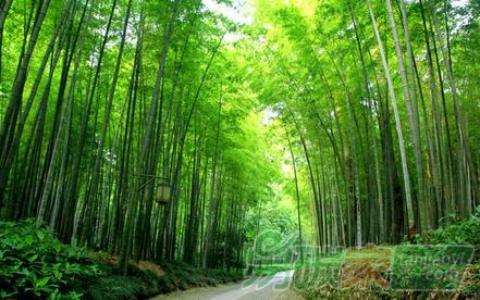 林業(yè)碳匯項(xiàng)目的儲(chǔ)備與開(kāi)發(fā)“為何前期有點(diǎn)慢”的原因有哪些？