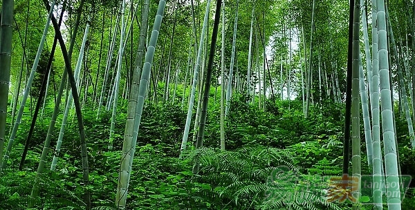 竹林碳匯研究成果在聯(lián)合國氣候變化大會受追捧