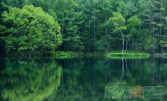 林業(yè)應(yīng)對氣候變化，聽聽專家怎么說