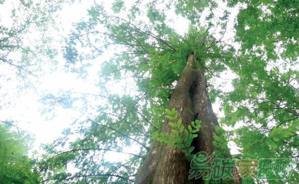 我國林業(yè)碳匯的發(fā)展趨勢與展望