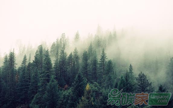 科學(xué)家計(jì)算出世界將有9億公頃的土地可植樹(shù)造林這將會(huì)吸收三分之二的人為碳排放同時(shí)也將是對(duì)抗氣候變化最有效的方法